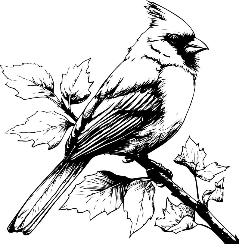 Puede incluir: Ilustraci&oacute;n en blanco y negro de un cardenal posado en una rama con hojas. El ave tiene una cresta prominente y patrones de plumas detallados. Las hojas tambi&eacute;n est&aacute;n dibujadas con precisi&oacute;n.
