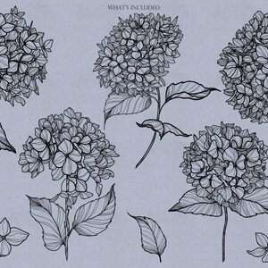 Hydrangea Procreate Stamps, Daisy Brushes Procreate, Flower Stamps ...
