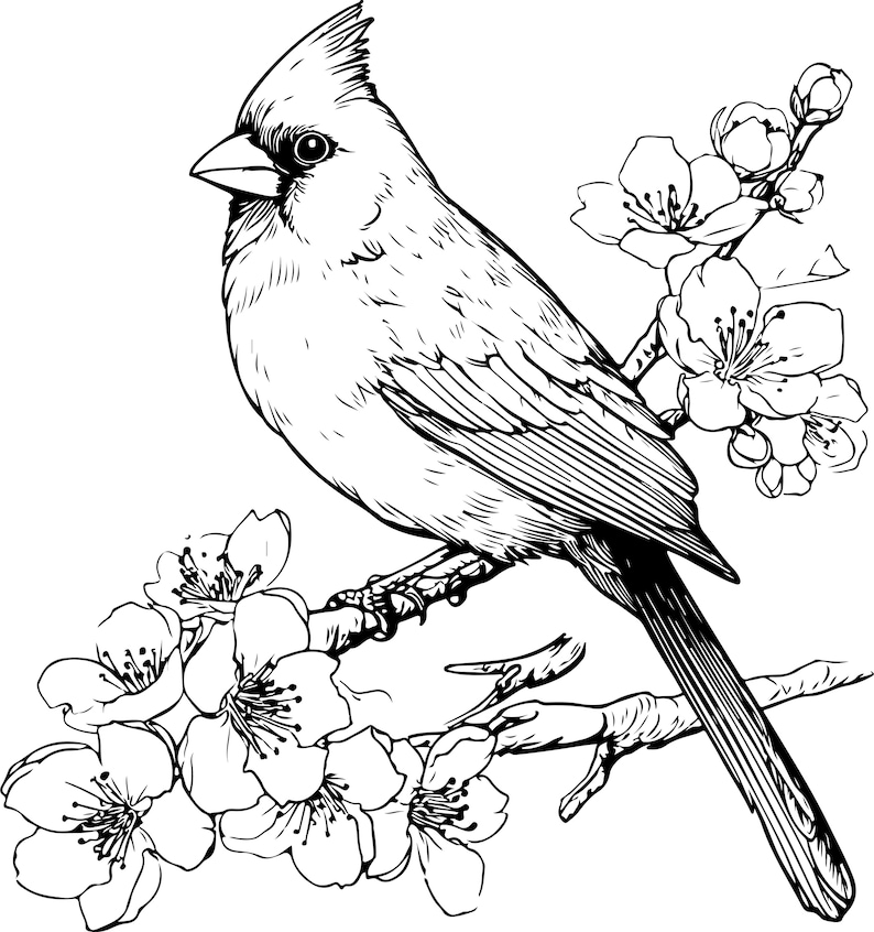 Puede incluir: Ilustraci&oacute;n en blanco y negro de un cardenal posado en una rama florecida. El ave tiene una cresta prominente y mira hacia la izquierda. La rama presenta flores abiertas y capullos.