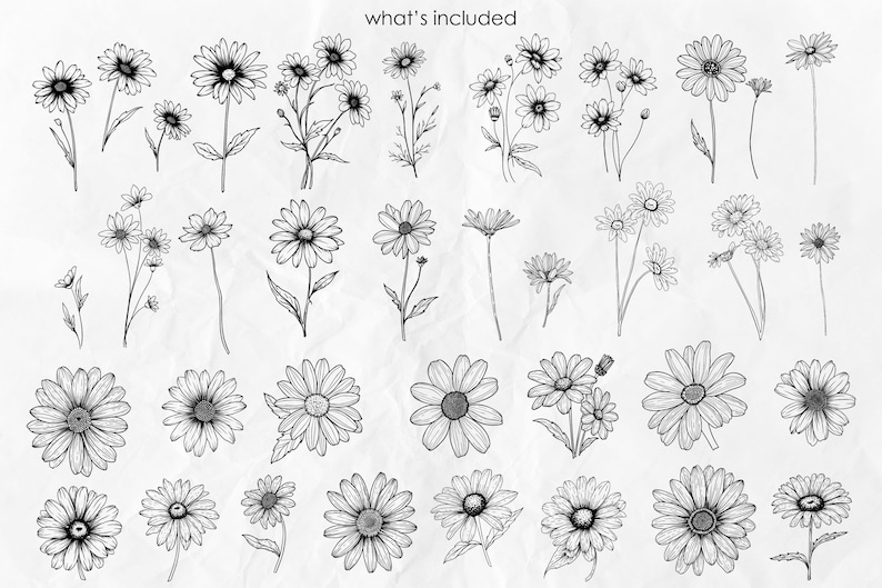 May include: A set of 36 black and white line drawings of daisies in various styles and arrangements. The daisies are drawn with delicate lines and details, creating a simple and elegant look.