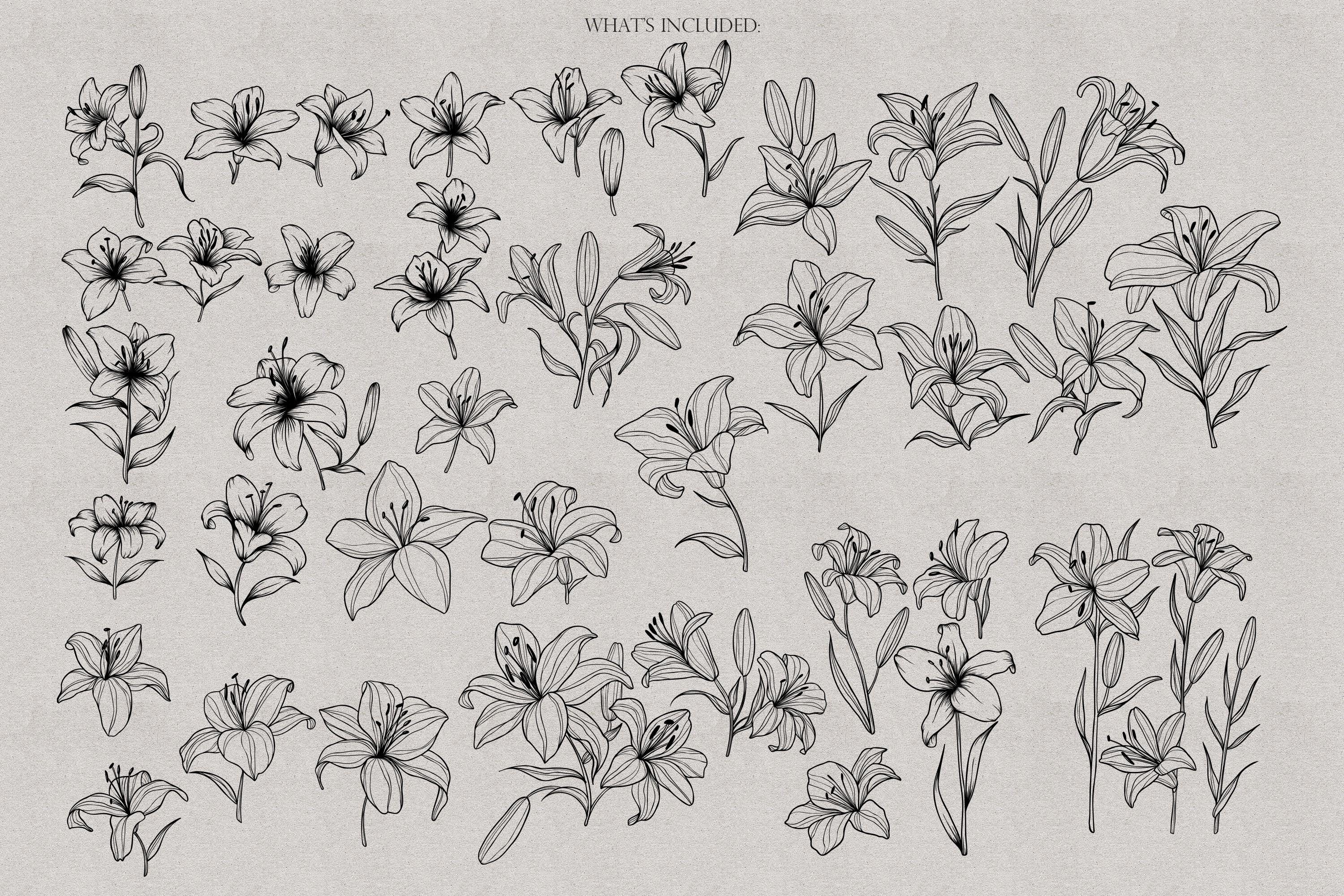 Lilies Procreate Stamps, Lily Brushes Procreate, Flower Stamps ...