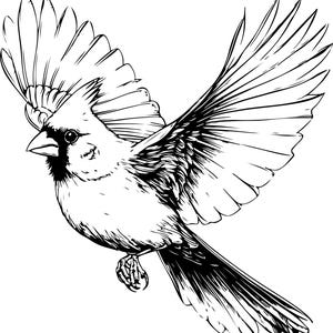 Puede incluir: Ilustraci&oacute;n en blanco y negro de un cardenal en vuelo. Las alas del ave est&aacute;n extendidas, mostrando detalles intrincados de las plumas. Este dibujo lineal detallado es ideal para dise&ntilde;os de tem&aacute;tica natural.