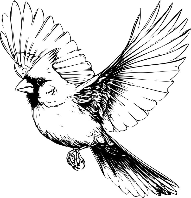 Puede incluir: Ilustraci&oacute;n en blanco y negro de un cardenal en vuelo. Las alas del ave est&aacute;n extendidas, mostrando detalles intrincados de las plumas. Este dibujo lineal detallado es ideal para dise&ntilde;os de tem&aacute;tica natural.