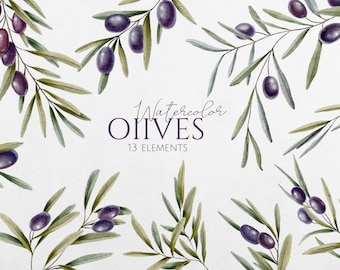 Aquarel olijven clipart, olijven png, botanische illustratie, olijftak aquarel kunst, aquarel clipart blad png, planten illustratie