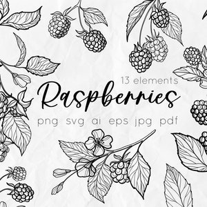Framboise svg, dessin au trait botanique, svg floral, clipart de baies, svg d'art en ligne, svg nature, illustration d'art de ligne framboise, botanique svg, png