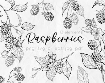 Raspberry svg, botanical line art, floral svg, berries clipart, line art svg, nature svg, raspberry line art illustration, botany svg, png