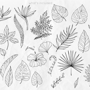 Puede incluir: Una colecci&oacute;n de 20 dibujos en blanco y negro de hojas y flores tropicales. Los dibujos incluyen hojas de monstera, hojas de palmera, helechos, flores de hibisco y flores de ave del para&iacute;so.