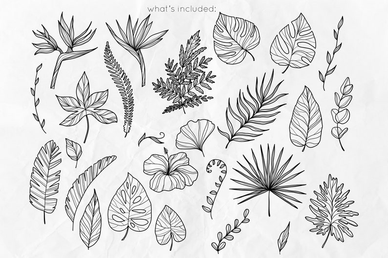Puede incluir: Una colecci&oacute;n de 20 dibujos en blanco y negro de hojas y flores tropicales. Los dibujos incluyen hojas de monstera, hojas de palmera, helechos, flores de hibisco y flores de ave del para&iacute;so.
