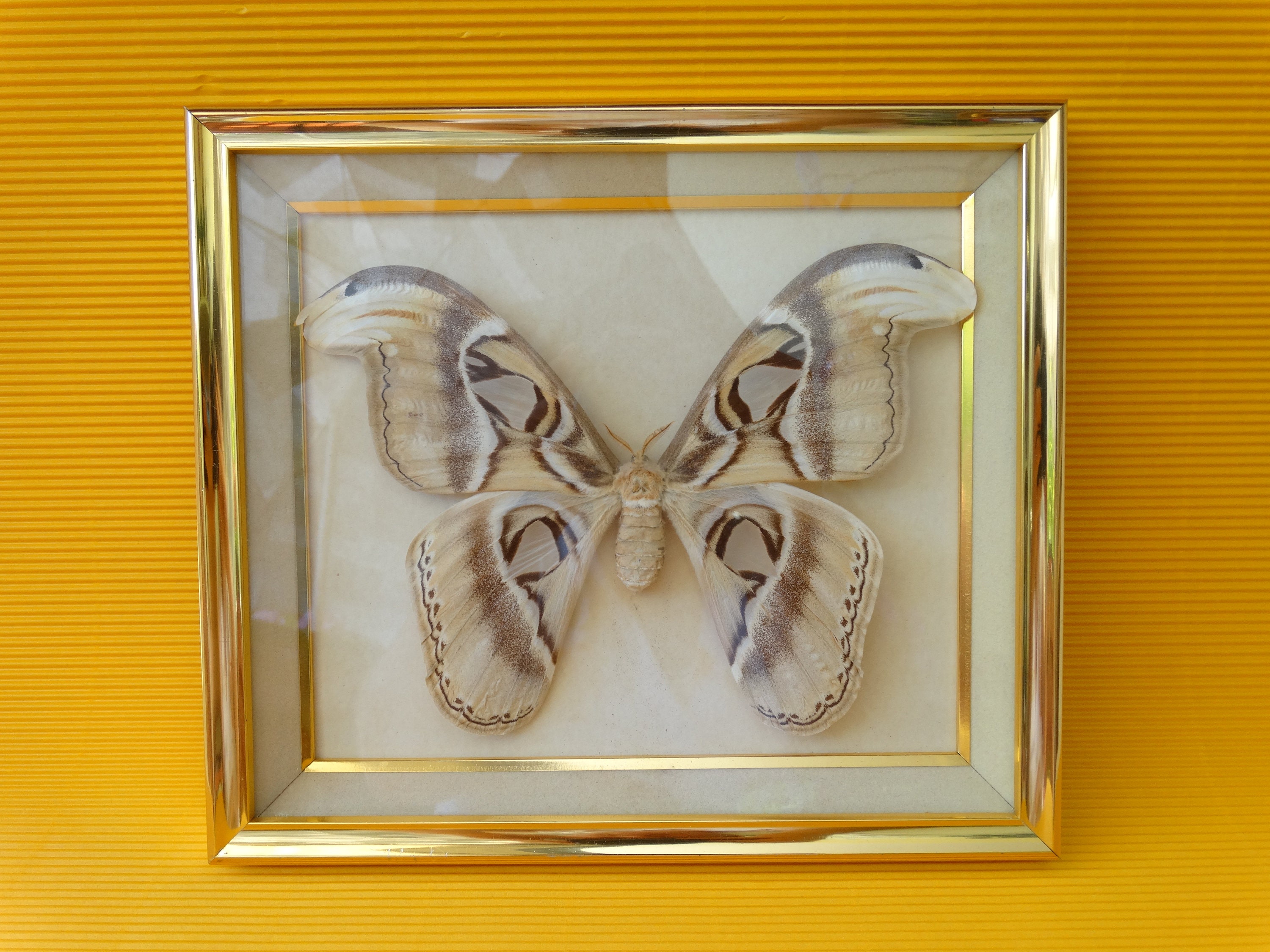 Vitrine Papillon Insecte Taxidermistes Boîte Décoration Intérieure