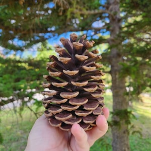May include: A large, brown pine cone with a layered, textured appearance. The cone is held in a hand, with a blurred green and blue background of trees and sky. The cone's scales are a mix of dark brown and tan.