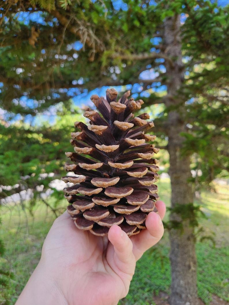 May include: A large, brown pine cone with a layered, textured appearance. The cone is held in a hand, with a blurred green and blue background of trees and sky. The cone's scales are a mix of dark brown and tan.