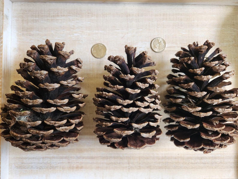 May include: Three large, dark brown pine cones with open scales are arranged on a light wood surface. Two coins are placed between the pine cones. The cones have a natural, textured appearance, suggesting a rustic or natural theme.