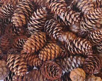 Real Mini Pinecones, hemlock tree pinecones assorted 25ct, 50ct & Mixed - Christmas Decor