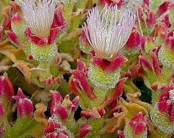 Crystalline succulent seeds 20 Mesembryanthemum Crystallinum Seeds 20 rare Succulent