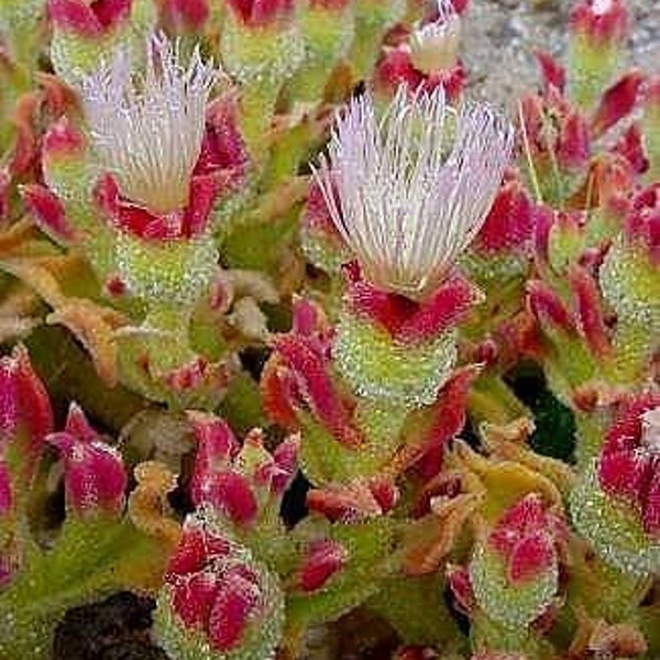 Crystalline succulent seeds 20 Mesembryanthemum Crystallinum Seeds 20 rare Succulent