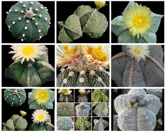 25 Astrophytum Seeds Unique Mix, Astrophytum Asterias, Astrophytum Myriostigma, Astrophytum Capricome, Astrophytum Ornatum, cactus mix seeds