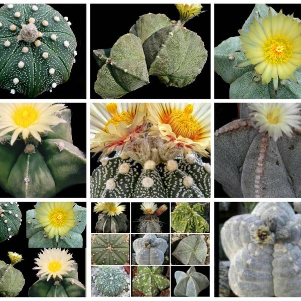 25 Astrophytum Seeds Unique Mix, Astrophytum Asterias, Astrophytum Myriostigma, Astrophytum Capricome, Astrophytum Ornatum, cactus mix seeds