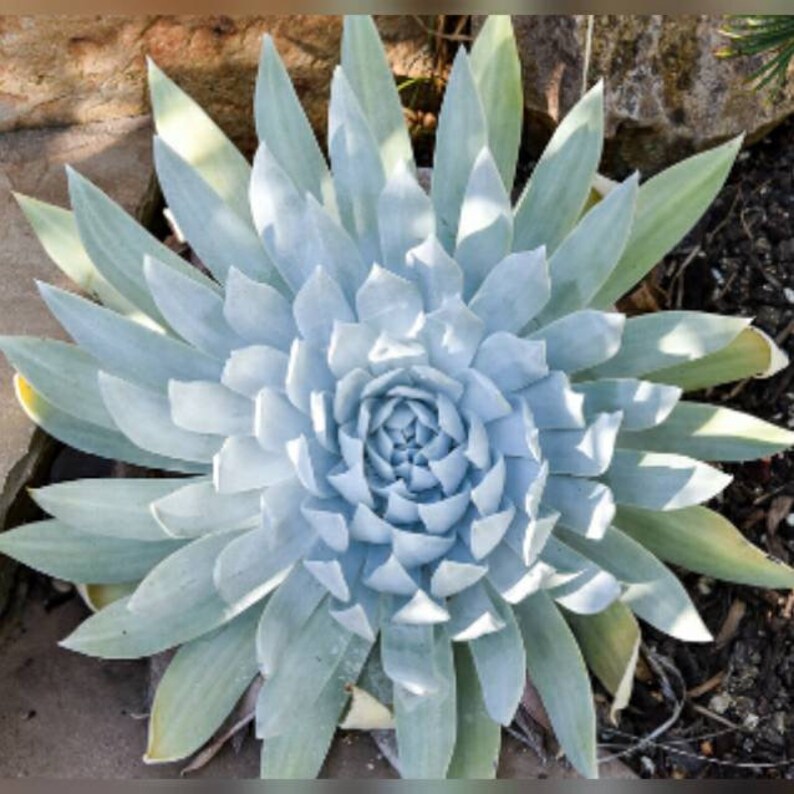 30 Dudleya Brittonii Seeds Giant Chalk Dudleya Echeveria. Crassulaceae. Stonecrop blue succulent image 10