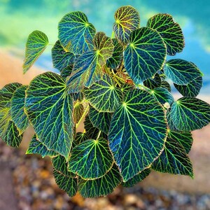 May include: A close-up of a plant with large, dark green leaves with a light green vein pattern. The leaves are arranged in a cluster, with some overlapping.