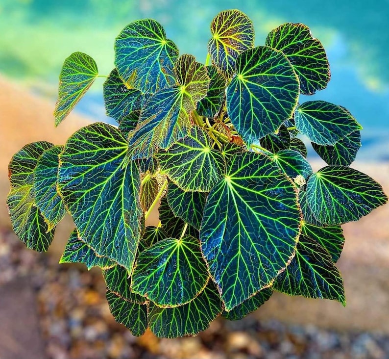May include: A close-up of a plant with large, dark green leaves with a light green vein pattern. The leaves are arranged in a cluster, with some overlapping.