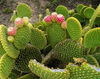 Bunny Cactus, Opuntia Microdasys  30 Seeds