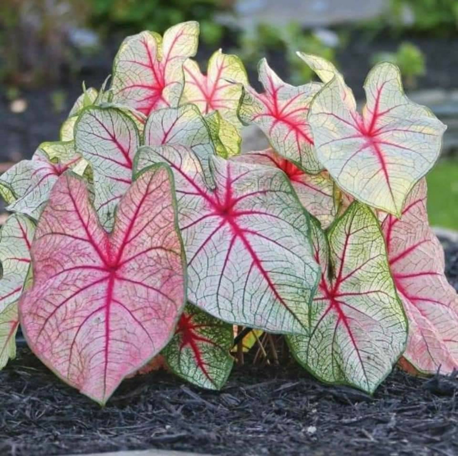 Caladium SALE 4 Bulbs Mixed Colors Caladium tubers/bulbs 2 Etsy