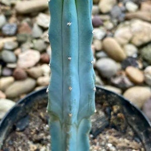 20 Seeds Myrtillocactus Geometrizans, Blue Boy, Blue Myrtle Cactus ...
