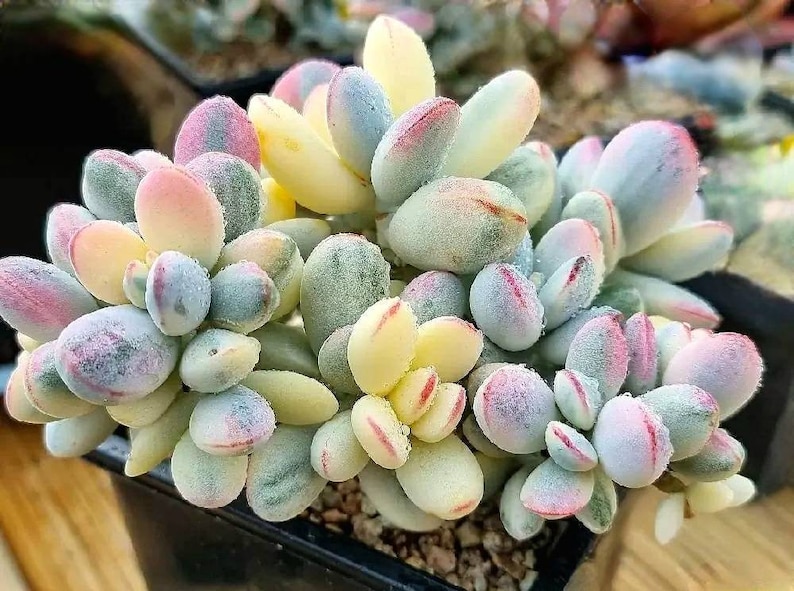 Cotyledon Orbiculata cv Variegated Seeds 10 pcs. image 3