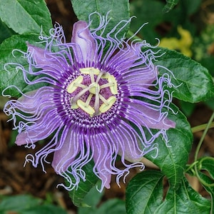 May include: A close-up of a passion flower with vibrant purple petals and intricate, thread-like filaments. The flower's center features a complex pattern of yellow and purple, surrounded by lush green leaves. The flower is in full bloom.