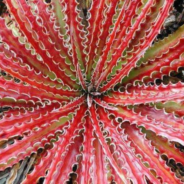 20 Texas False Agave Seeds, Hechtia Texensis