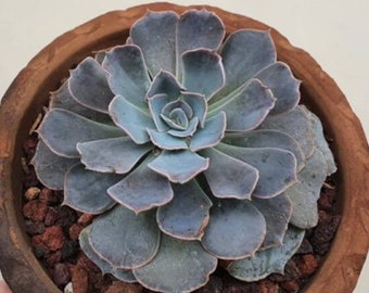 30 Echeveria Cubic Frost Rosea Seeds