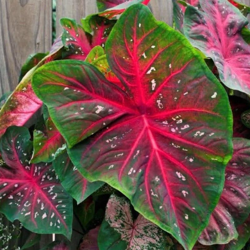 Caladium - Etsy