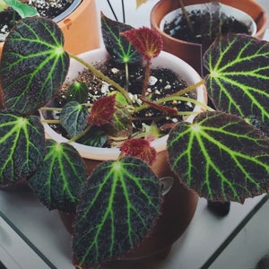 May include: A houseplant with dark green leaves with lighter green veins and red undersides. The plant is in a brown pot with white trim.