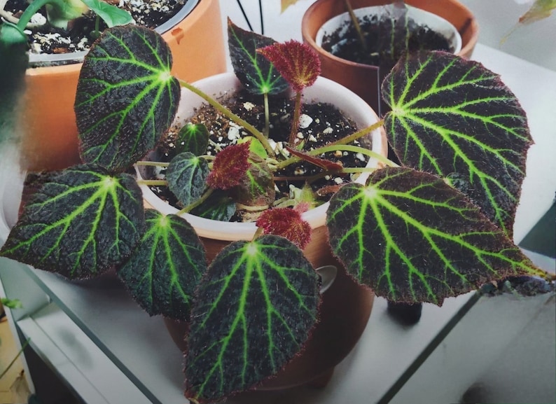 May include: A houseplant with dark green leaves with lighter green veins and red undersides. The plant is in a brown pot with white trim.