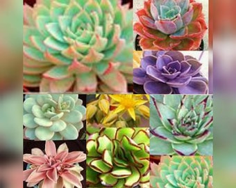 Echeveria Seeds Mix 30 pcs