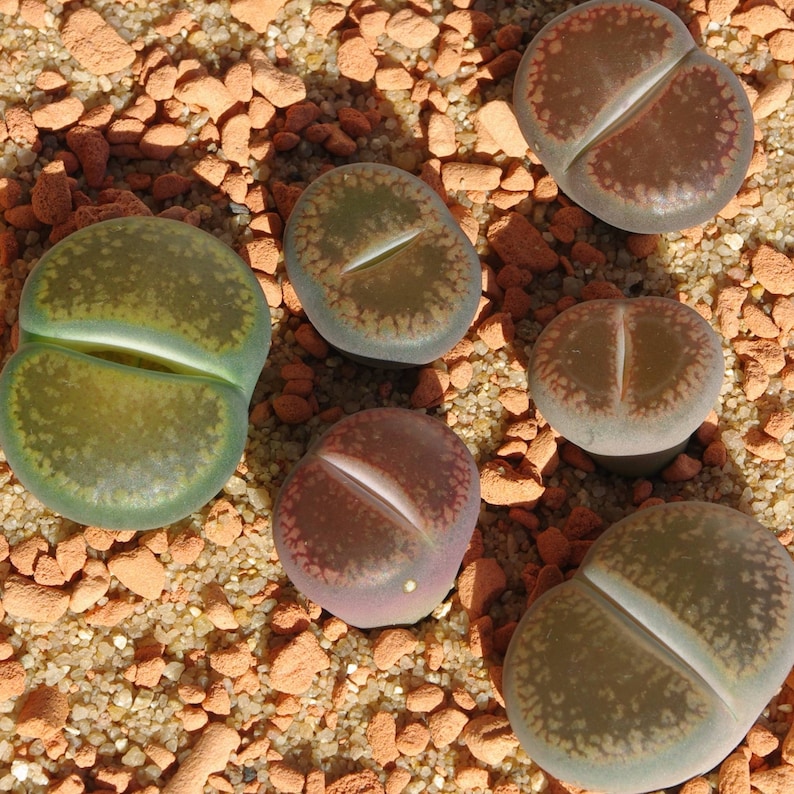 Puede incluir: Primer plano de seis peque&ntilde;as suculentas redondas, verdes, marrones y moradas con una hendidura en el medio. Las suculentas est&aacute;n sentadas sobre una cama de grava peque&ntilde;a, roja y marr&oacute;n.