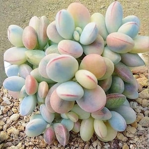 Cotyledon Orbiculata cv Variegated Seeds 10 pcs. image 2