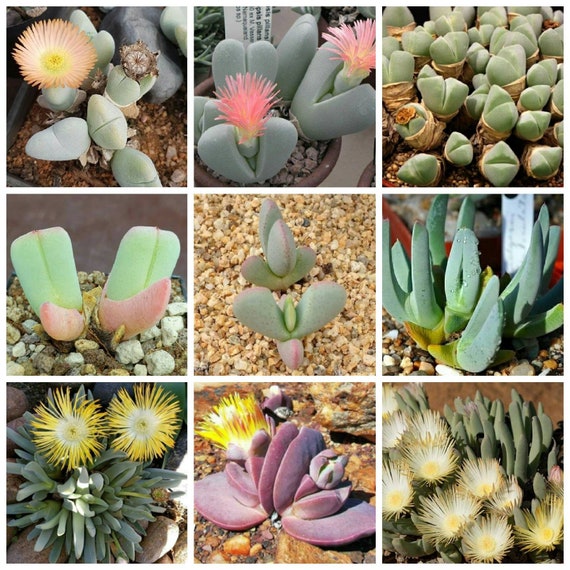 Cheiridopsis Pillansii 10 seeds rare succlent living stone Cheiridopsis Pillansii 10 seeds rare succlent living stone