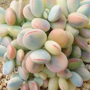 Cotyledon Orbiculata cv Variegated Seeds 10 pcs.