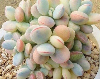 Cotyledon Orbiculata cv Variegated Seeds 10 pcs.