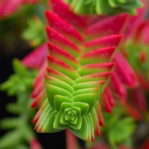 Buddha's Temple, Red Padgoda Succulent Seeds 20 pcs, Crassula Capitella subsp. Thyrsiflora Seeds