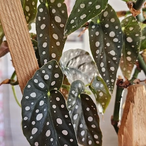 May include: Close-up of a Begonia maculata plant with dark green leaves and white spots. The plant is supported by a wooden trellis. The leaves have a unique spotted pattern, creating a striking visual contrast.