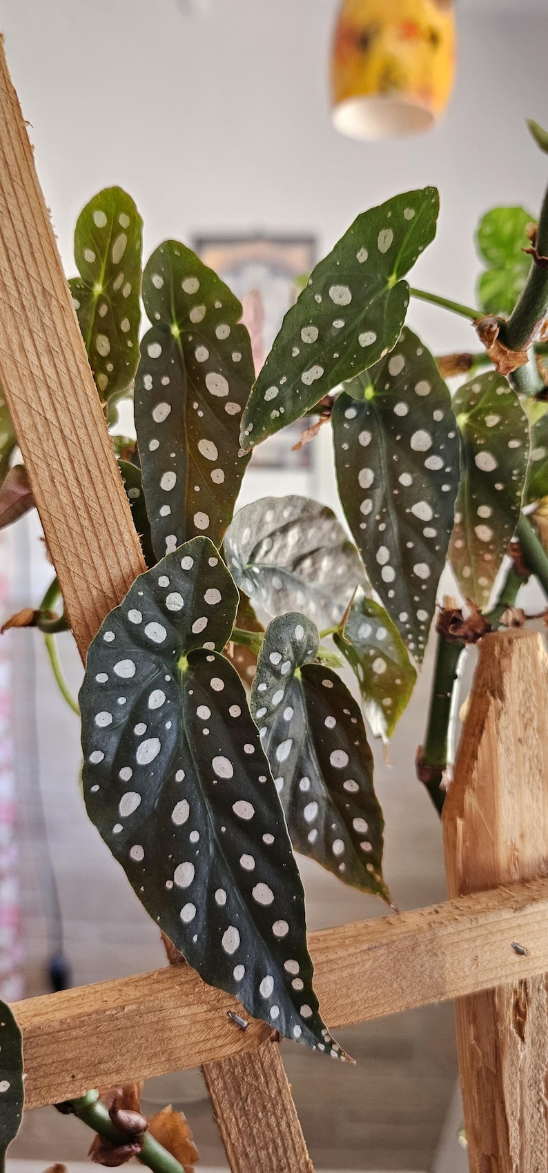 May include: Close-up of a Begonia maculata plant with dark green leaves and white spots. The plant is supported by a wooden trellis. The leaves have a unique spotted pattern, creating a striking visual contrast.
