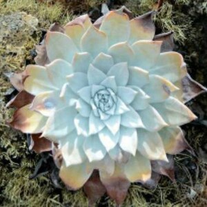 30 Dudleya Brittonii Seeds Giant Chalk Dudleya Echeveria. Crassulaceae. Stonecrop blue succulent image 7