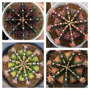 Gymnocalycium Seeds - Etsy
