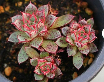 20 Echeveria Longissima Var. Aztatlensis Seeds