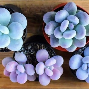 Blue Moonstone Succulent Seeds 15 pcs, Pachyphytum Oviferum,