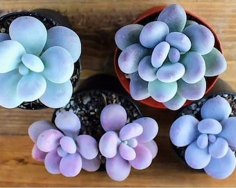 Blue Moonstone Succulent Seeds 15 pcs, Pachyphytum Oviferum,