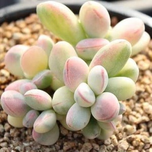 Cotyledon Orbiculata cv Variegated Seeds 10 pcs. image 4