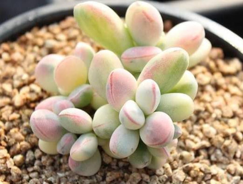 Cotyledon Orbiculata cv Variegated Seeds 10 pcs. image 4